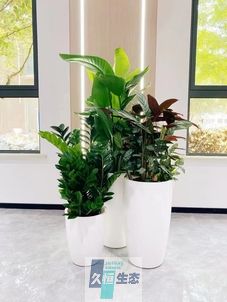 宜兴写字楼办公室公共区域走道绿植租摆高中低搭配