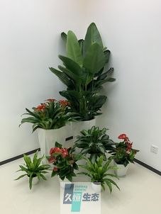 宜兴办公室花卉绿植租摆简约组合